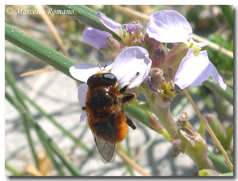 Un imitatore d''eccezione: Platynochaetus sp (Syrphidae)